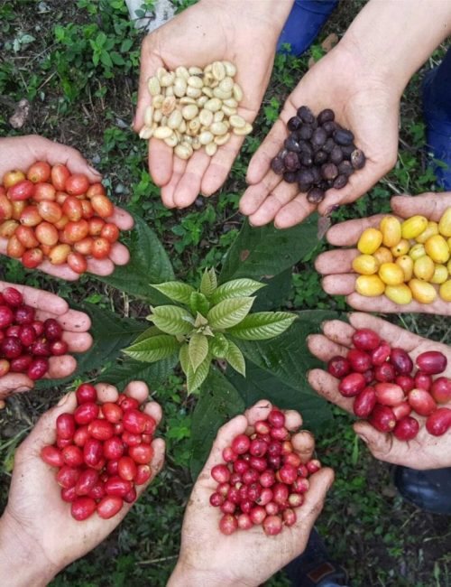 varietals-1-1024x978